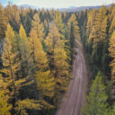 yellow trees in fall with a road
