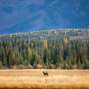 image is of a horse in a field in the fall in Montana.