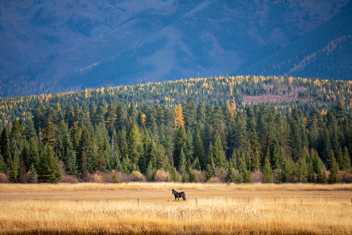 image is of a horse in a field in the fall in Montana.